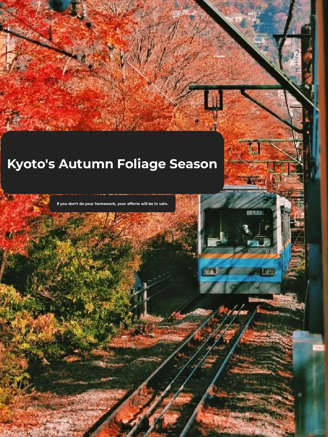 Kyoto's Fall Foliage Season 🍁 If You Don't Book Tickets in Advance, You'll Be Out of Luck 😭
