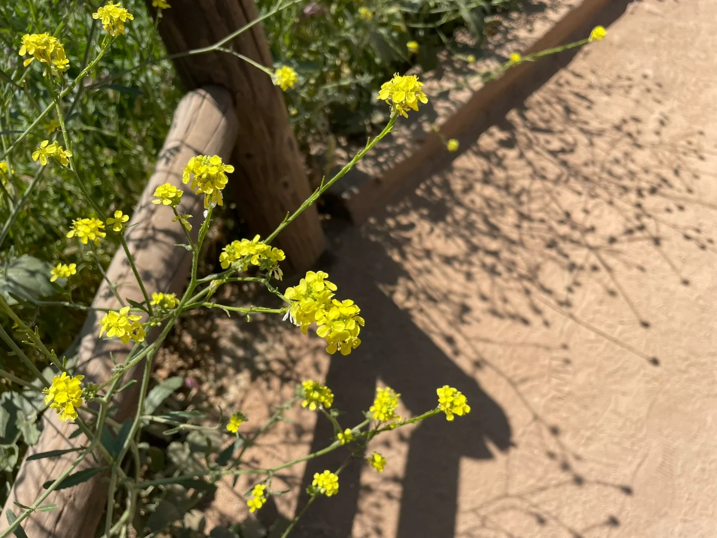 Hiking Cowles Mountain in San Diego
