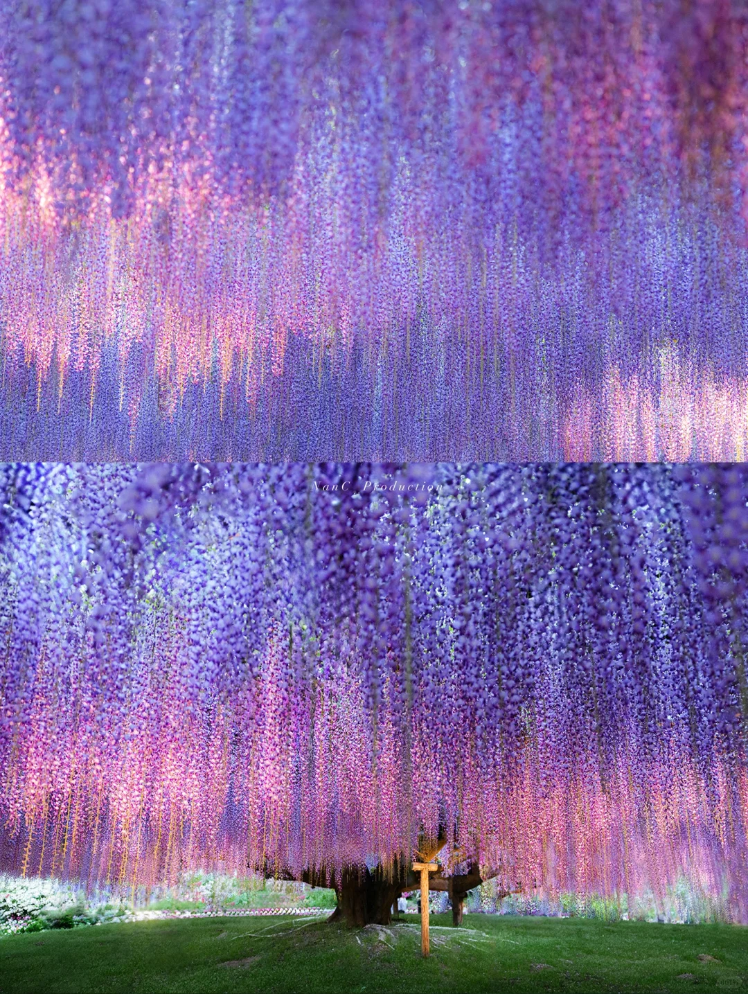 I Captured the 160-Year-Old Wisteria, One of the World's Most Beautiful Trees 💜