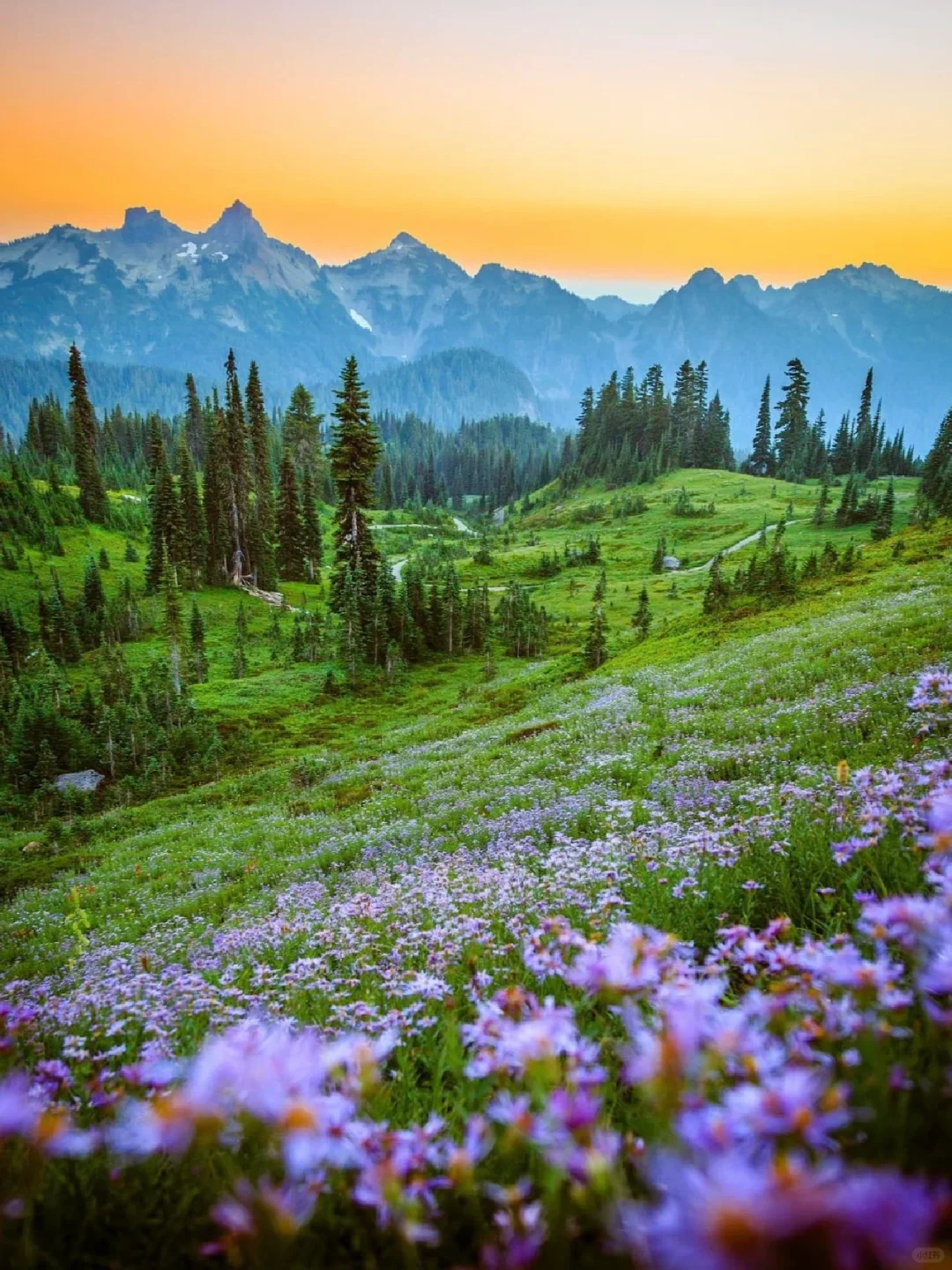 🇺🇸 Seattle Departure | One-Day Trip to Mount Rainier National Park