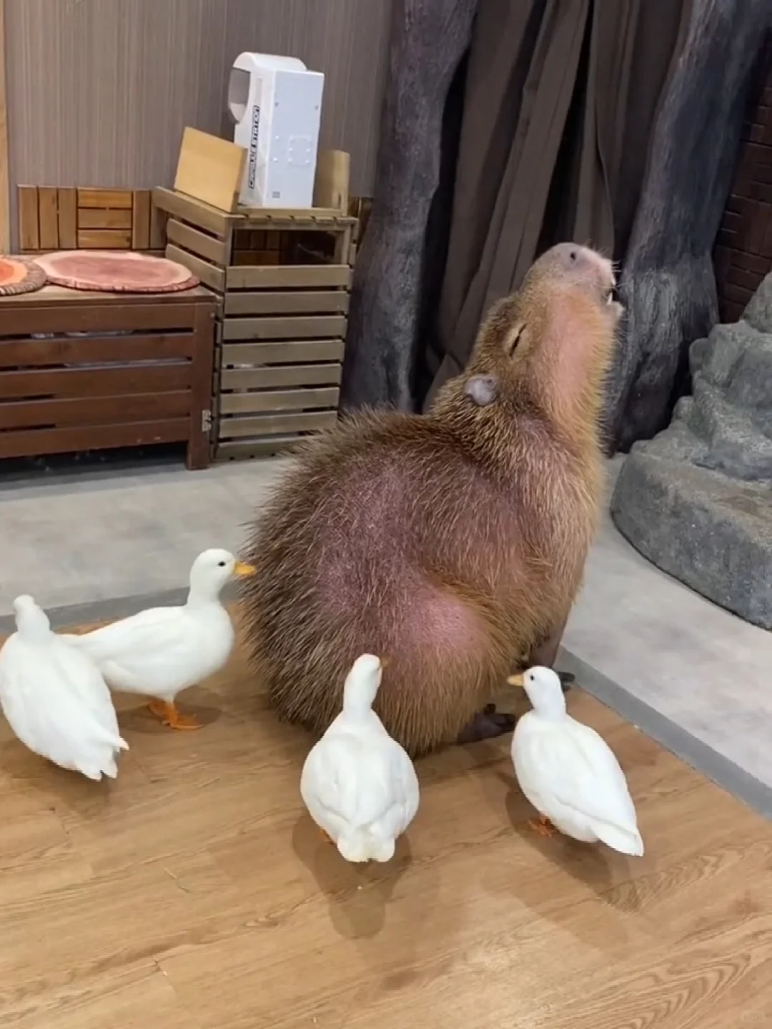 🇯🇵 Achieving Capybara Freedom in Japan is No Longer a Dream! (Guide Edition)