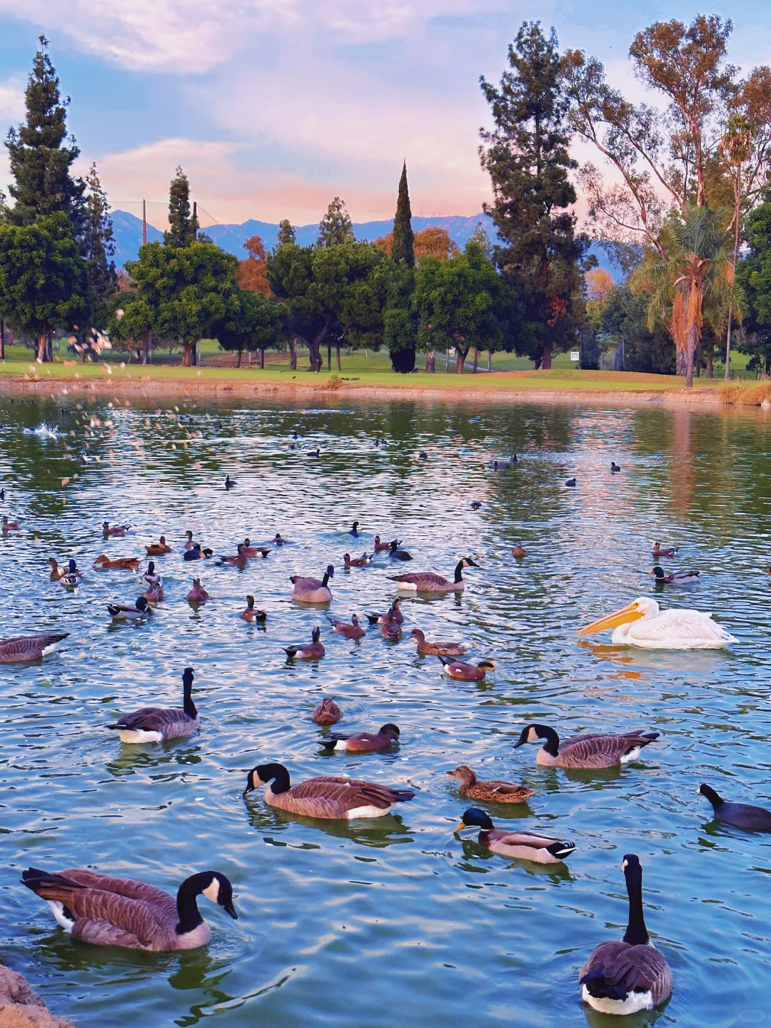 Alhambra Park Showed Me More Ducks Than I've Ever Seen in My Life