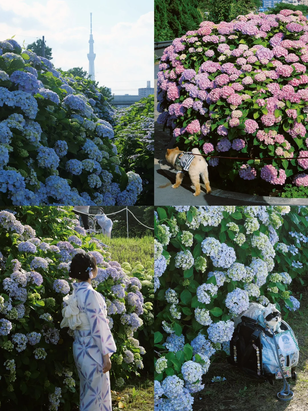 Tokyo's Old Nakagawa 💜 Hydrangeas Blooming Under the Skytree