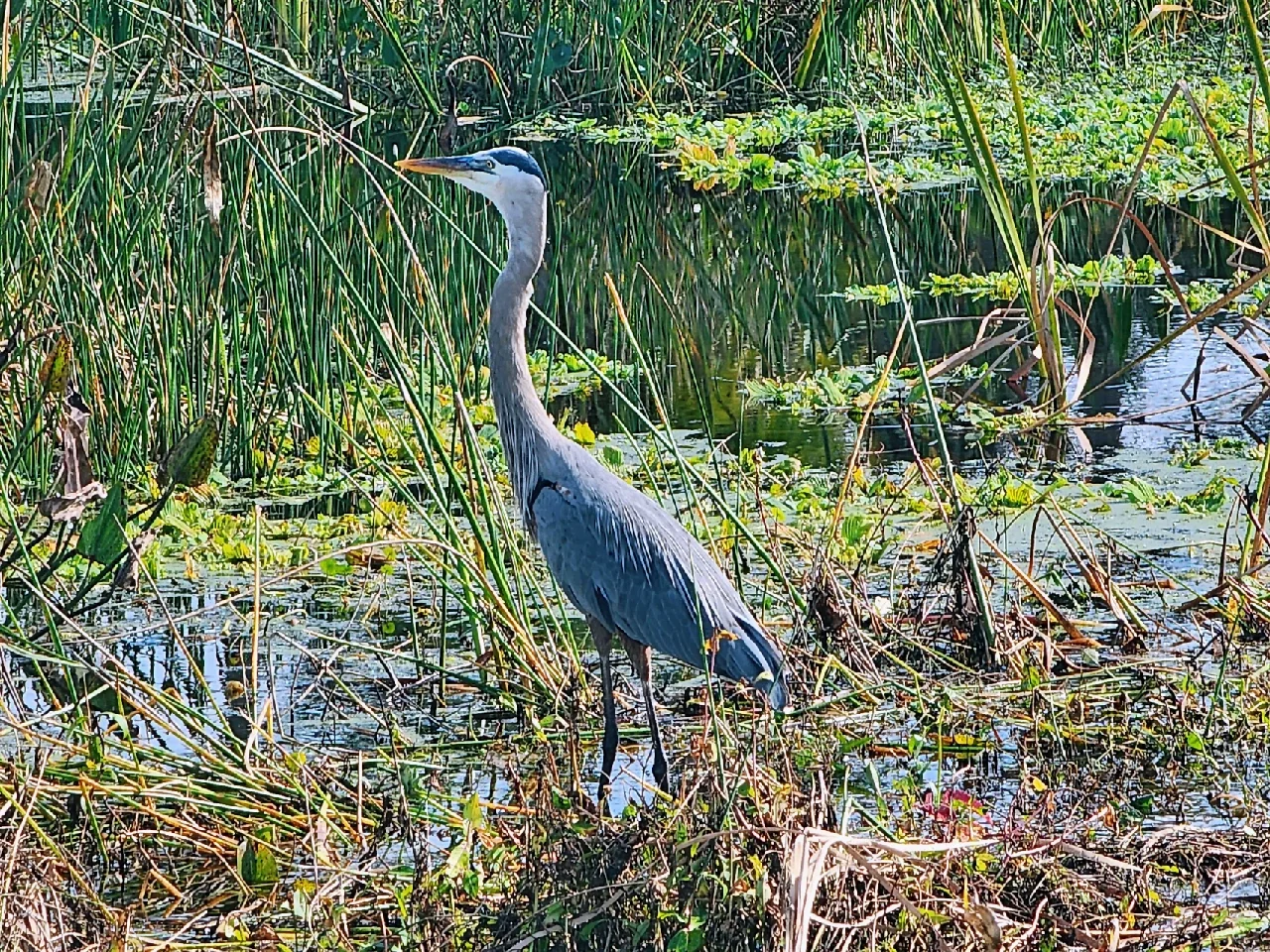 Orlando Wetland Park