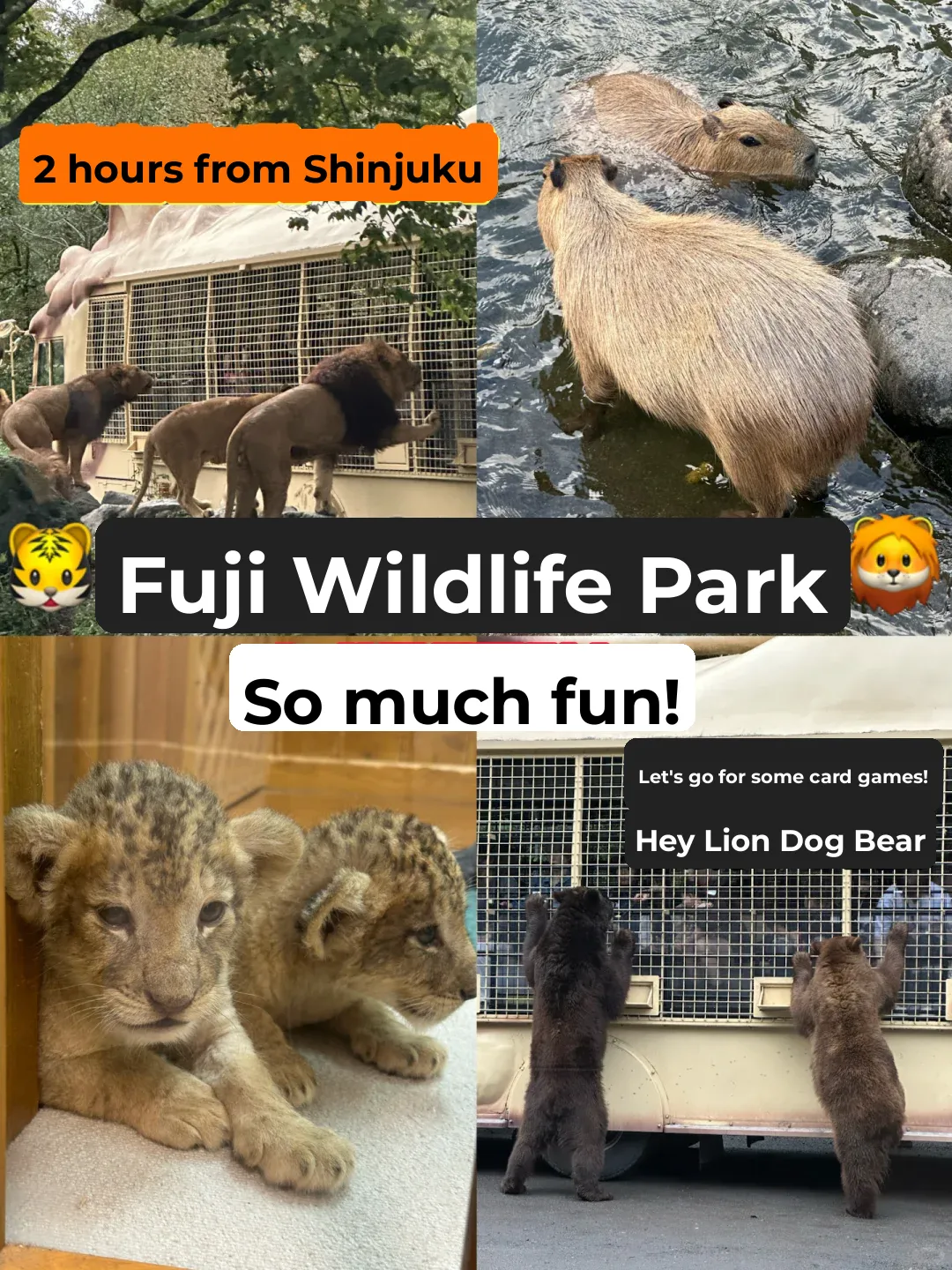 Wildlife Park Near Tokyo Where You Can Pet Capybaras!