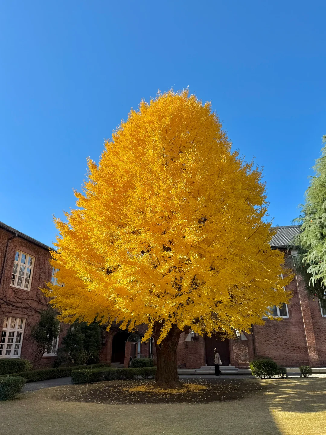 "I Flew All the Way to Tokyo Just for This Ginkgo Tree‼️"