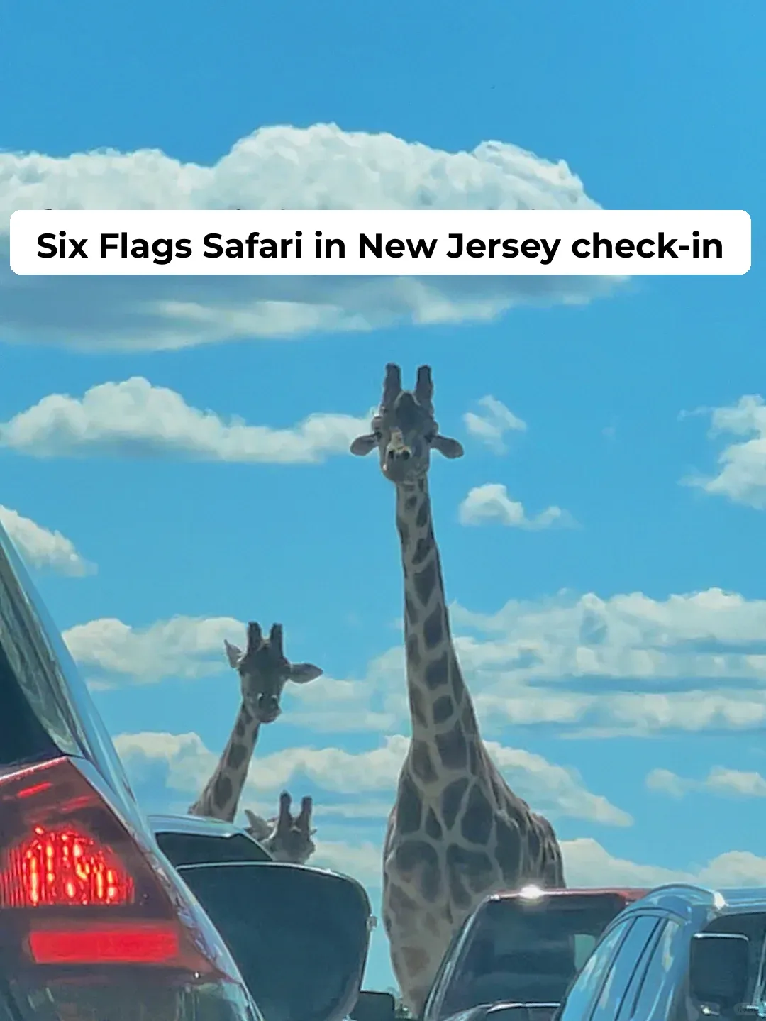 Fun & Games | New Jersey Drive-Thru Safari