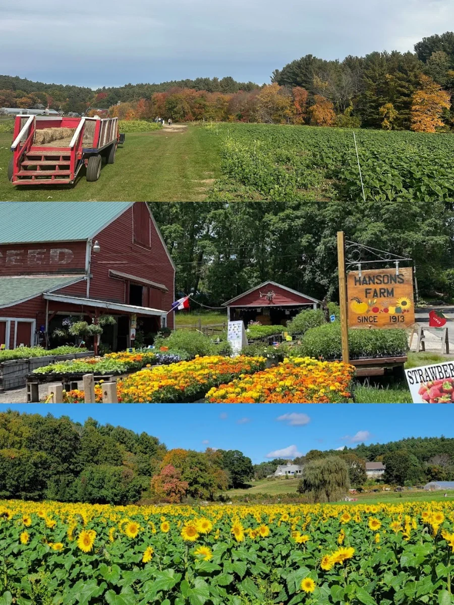 8 Boston Fruit-Picking Farms to Visit 🍓 Chill Weekend Vibes ✨