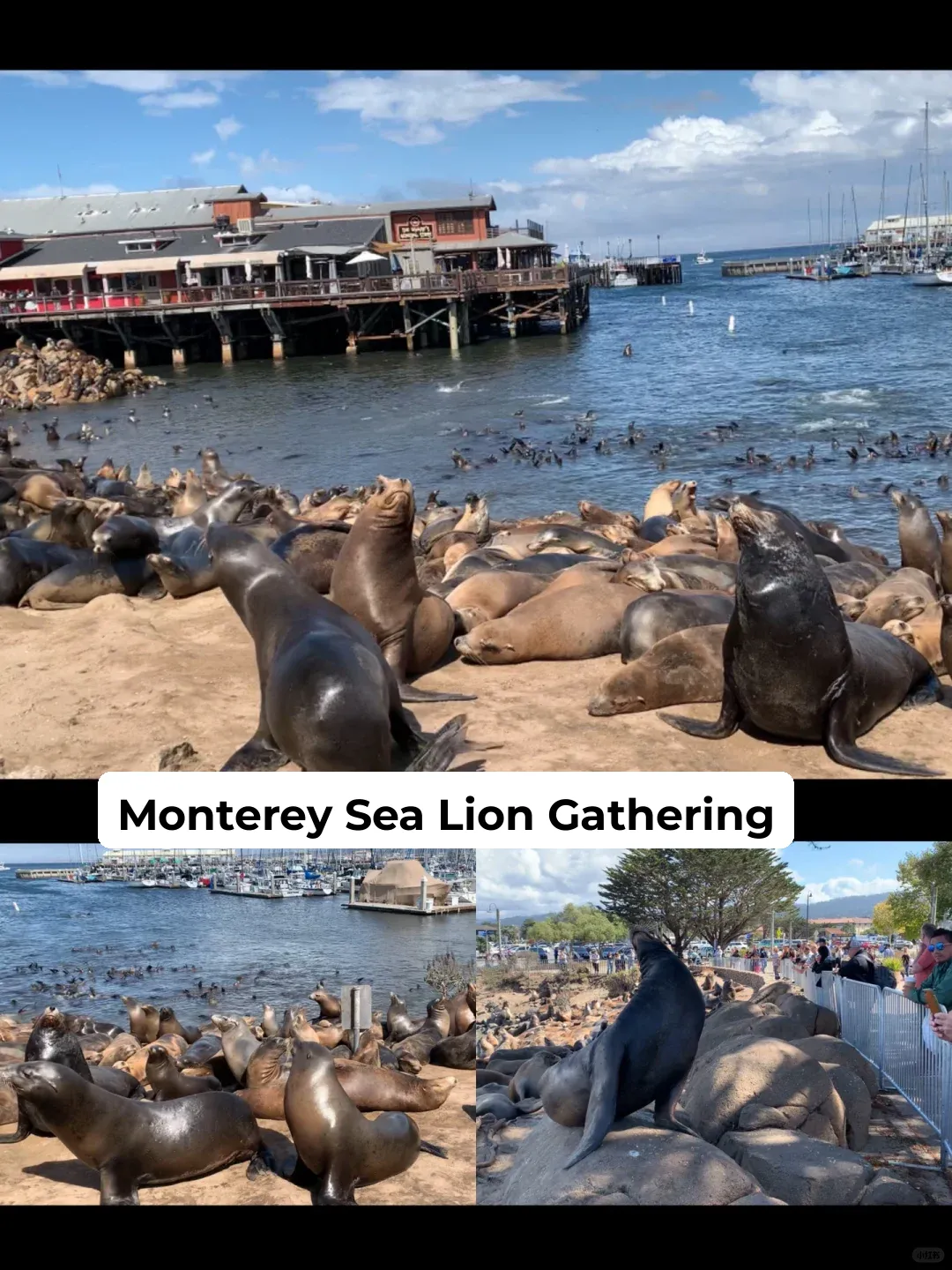It's September—Time to See the Sea Lion Gathering in Monterey! 🦭