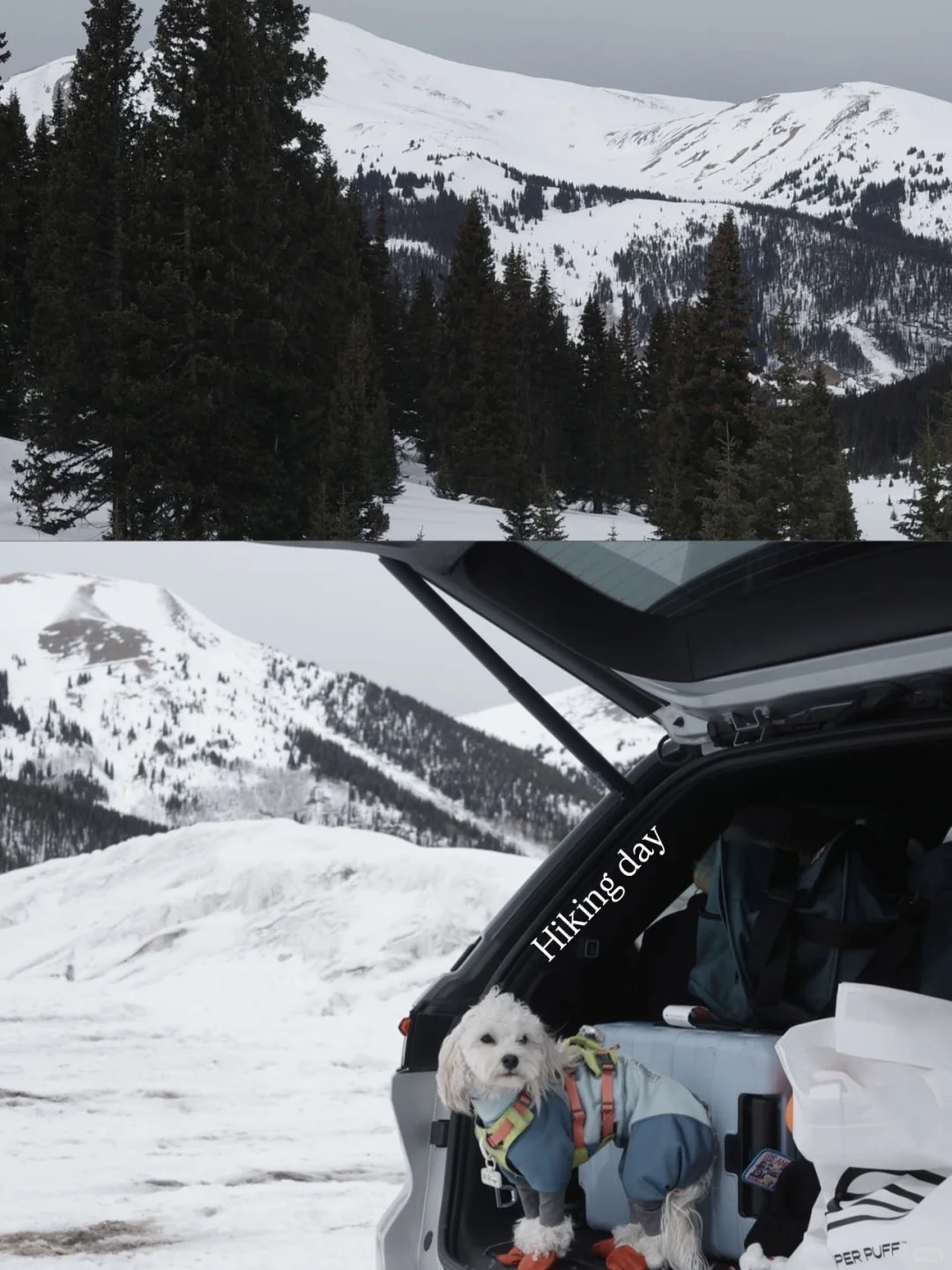 Tired of Toronto's Snow? Head to Denver's Surroundings for a Change 🐶🗻