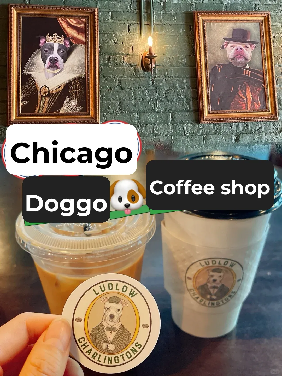 Chicago | Dog-Themed Café 🐶