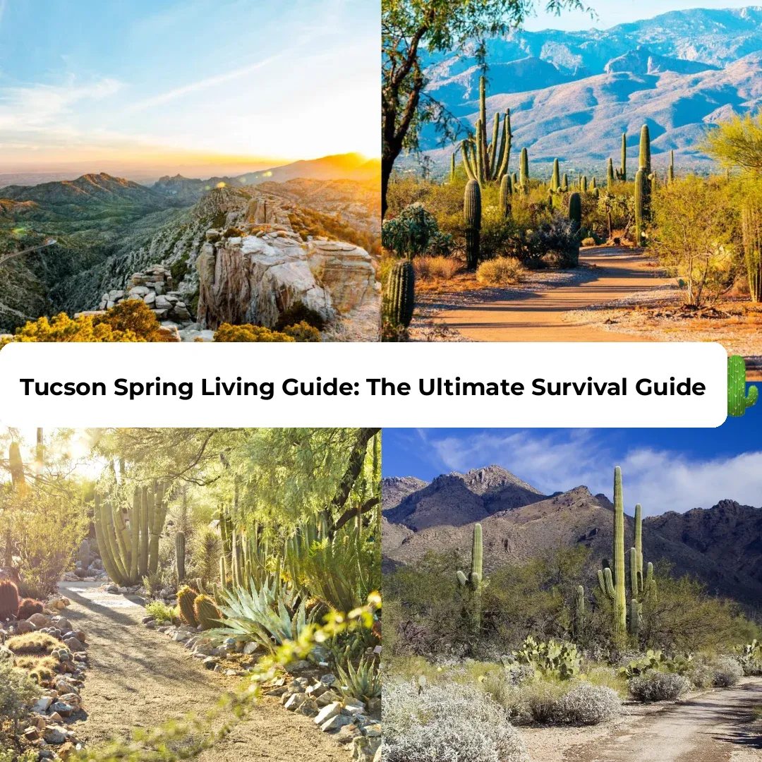 Tucson Spring Lifestyle Guide: Flower Viewing, Camping, and Must-Visit Spots 🌵