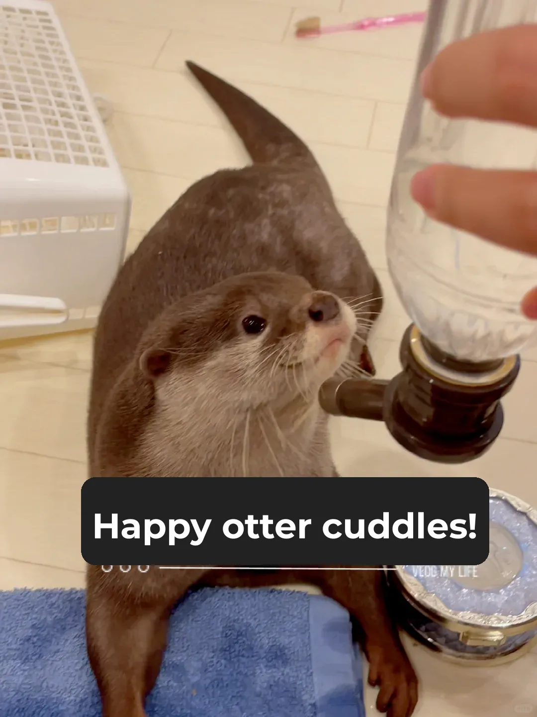 Petting Otters in Kyoto!