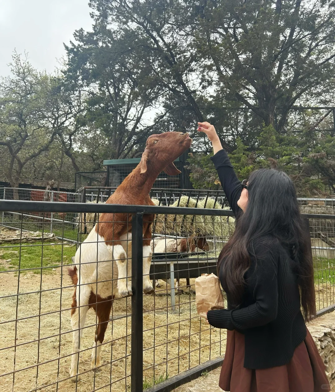 Austin Zoo&#x27;s Bucktoothed Goat 🐐