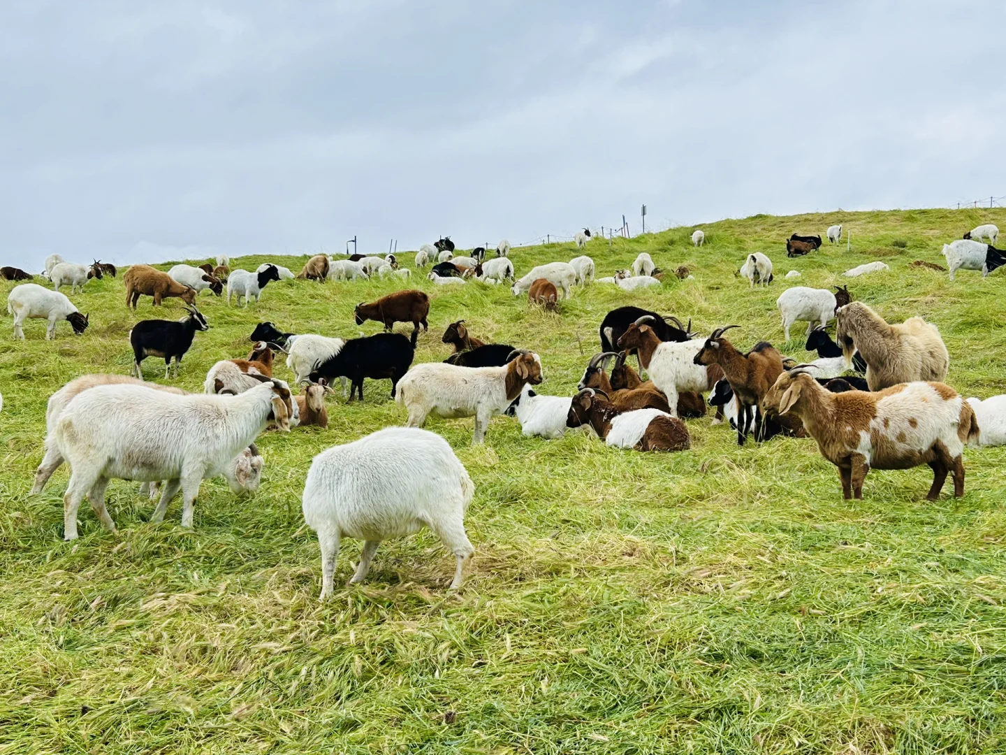 【Bay Area Bike Ride】25km Lakeside Bird Trail Route 🚴‍♂️