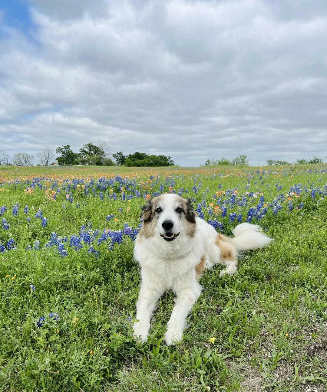 Houston's Hidden Gem for Flower Viewing 🪻