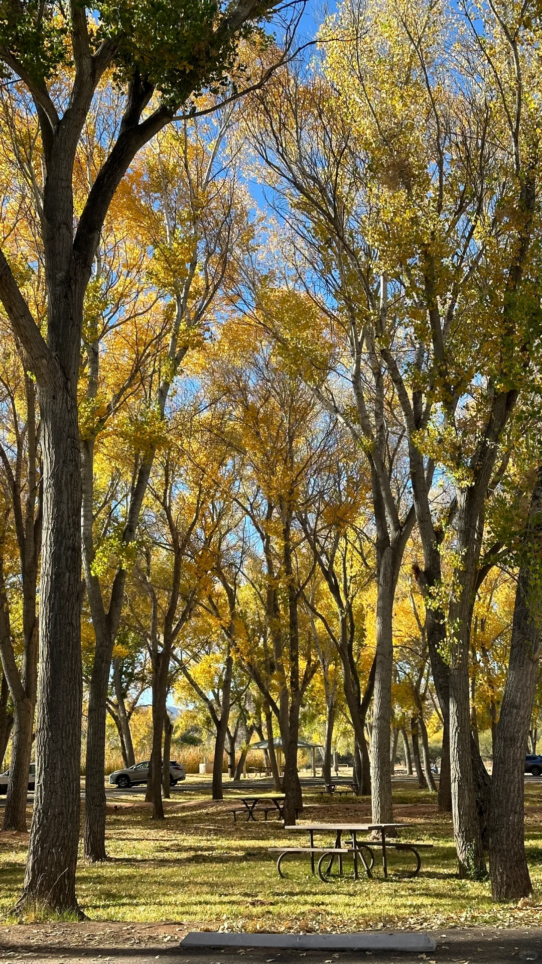 AZ Fall Foliage 🍂 Dead Horse Ranch Park