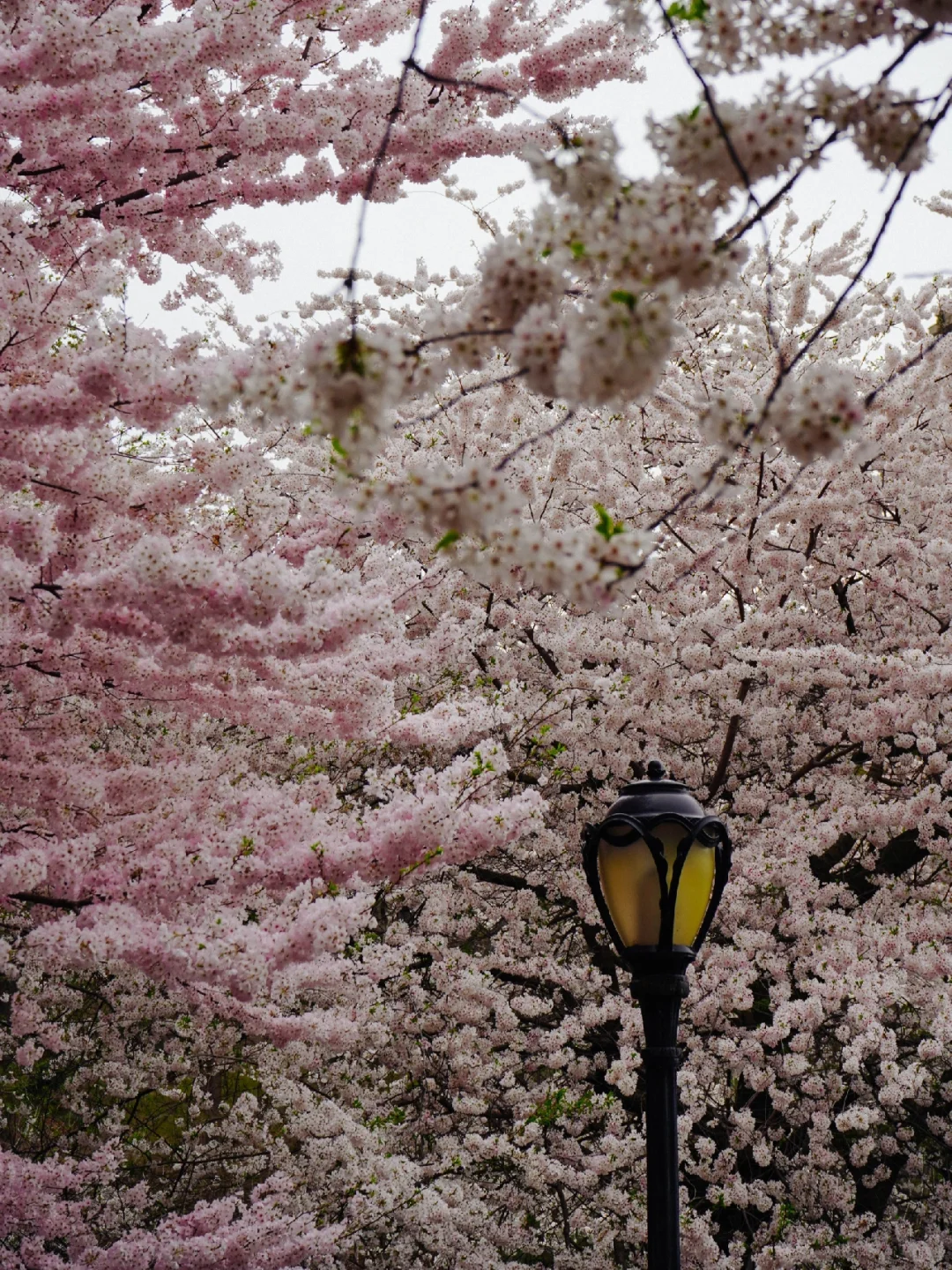 Central Park's Celestial Blue Awaits the Misty Rain, Yet My Heart Remains Unsettled