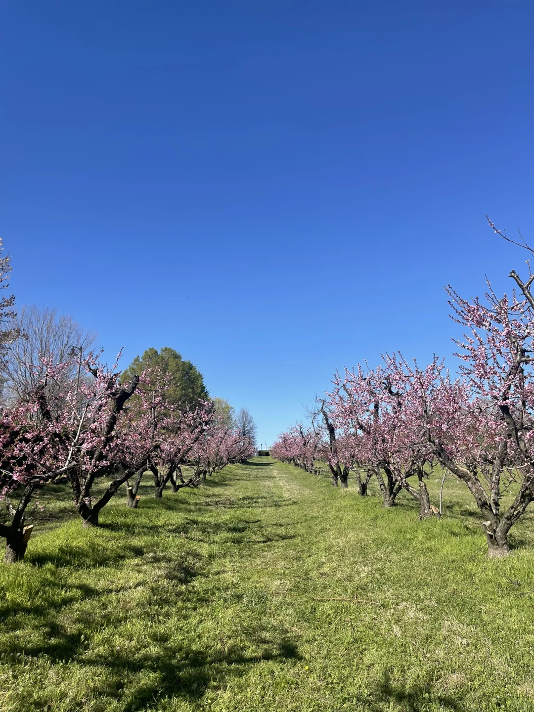 "Exploring North Carolina: Charlotte's Braxter Town Center"