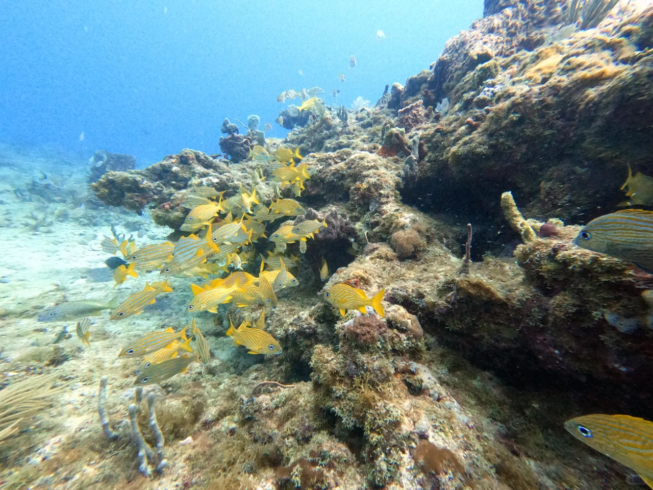 Comprehensive Guide to Miami's Best Dive Sites from South to North: Open Water Adventures & Coral Reef Highlights