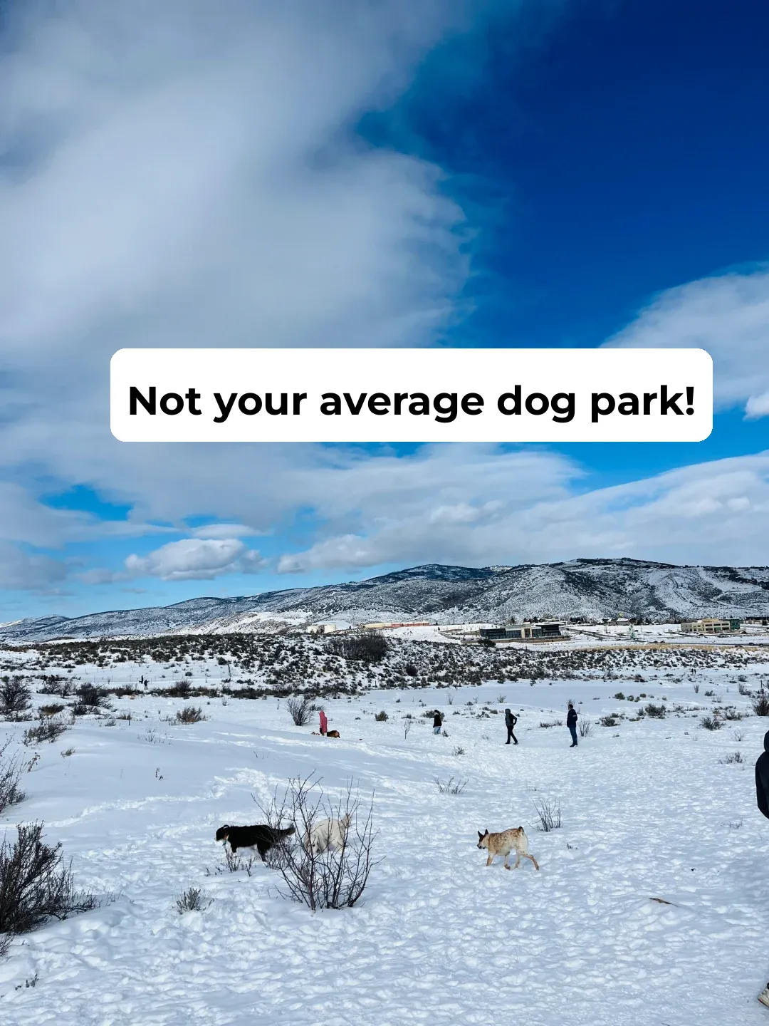 The Best Dog Park I've Visited with My Pup So Far