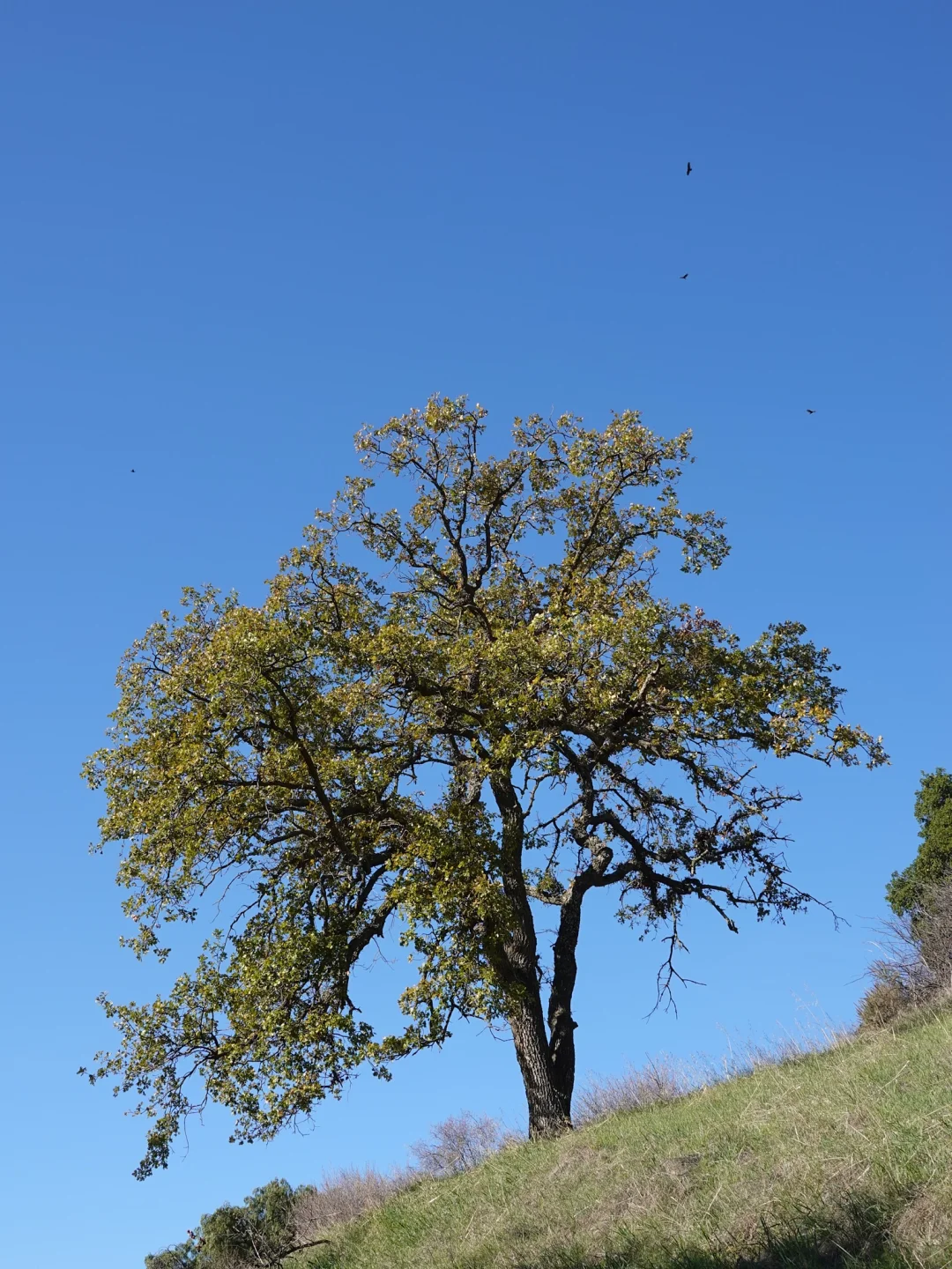 "Super Easy Hiking Trail in the Bay Area 🦌 Spot Deer and Majestic Eagles Along the Way"