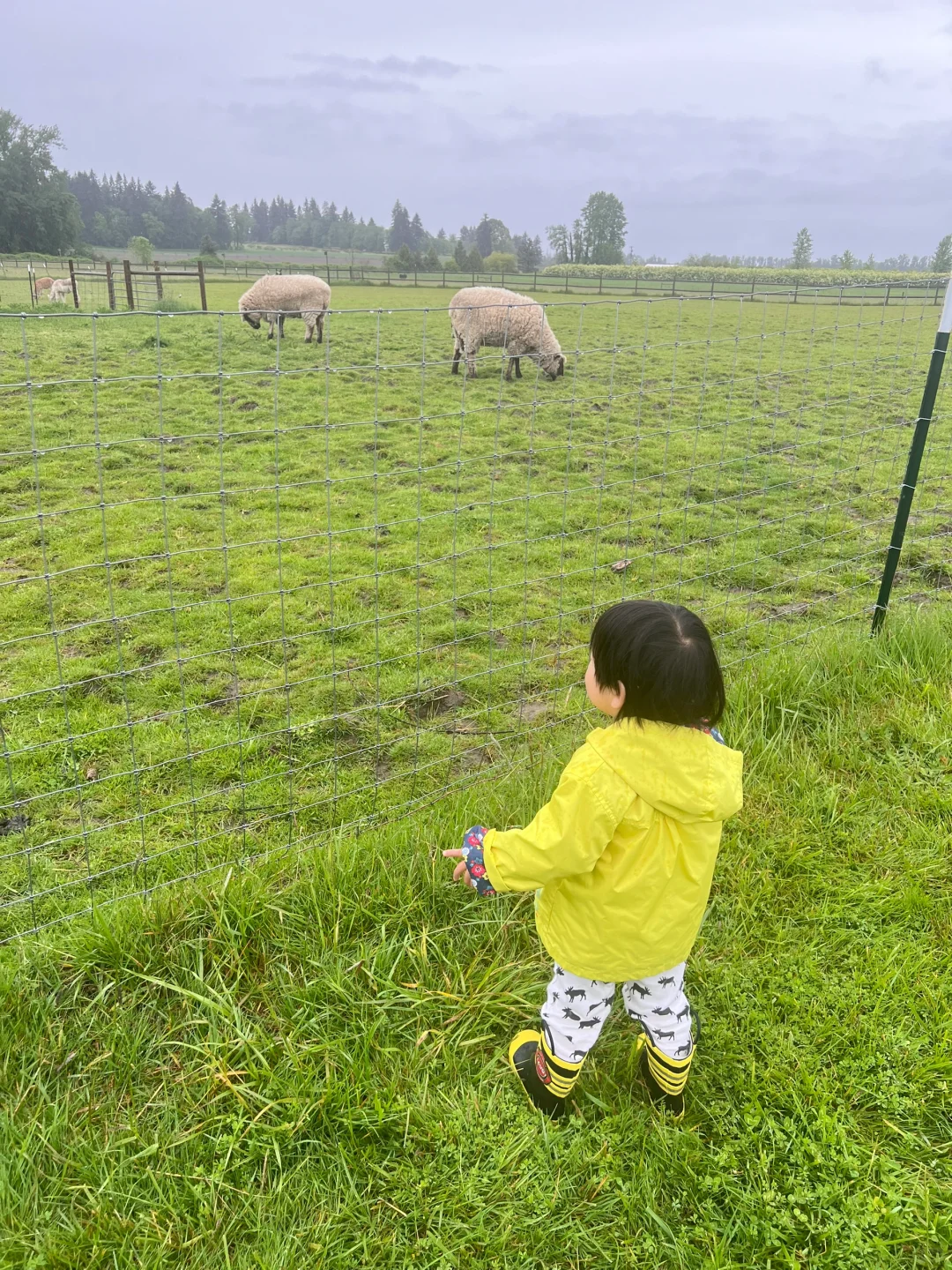 Staying at an Alpaca Farm with Your Little One