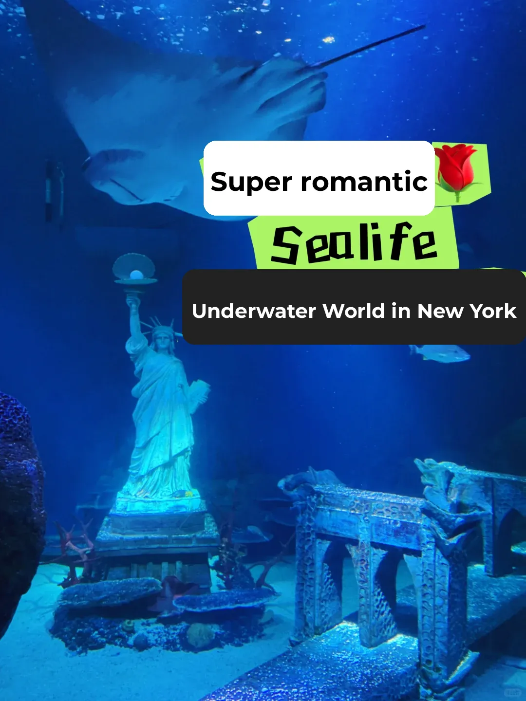 Who Knew NYC Had an Underwater World⁉️ The Ambiance is Simply Divine ❤️😍