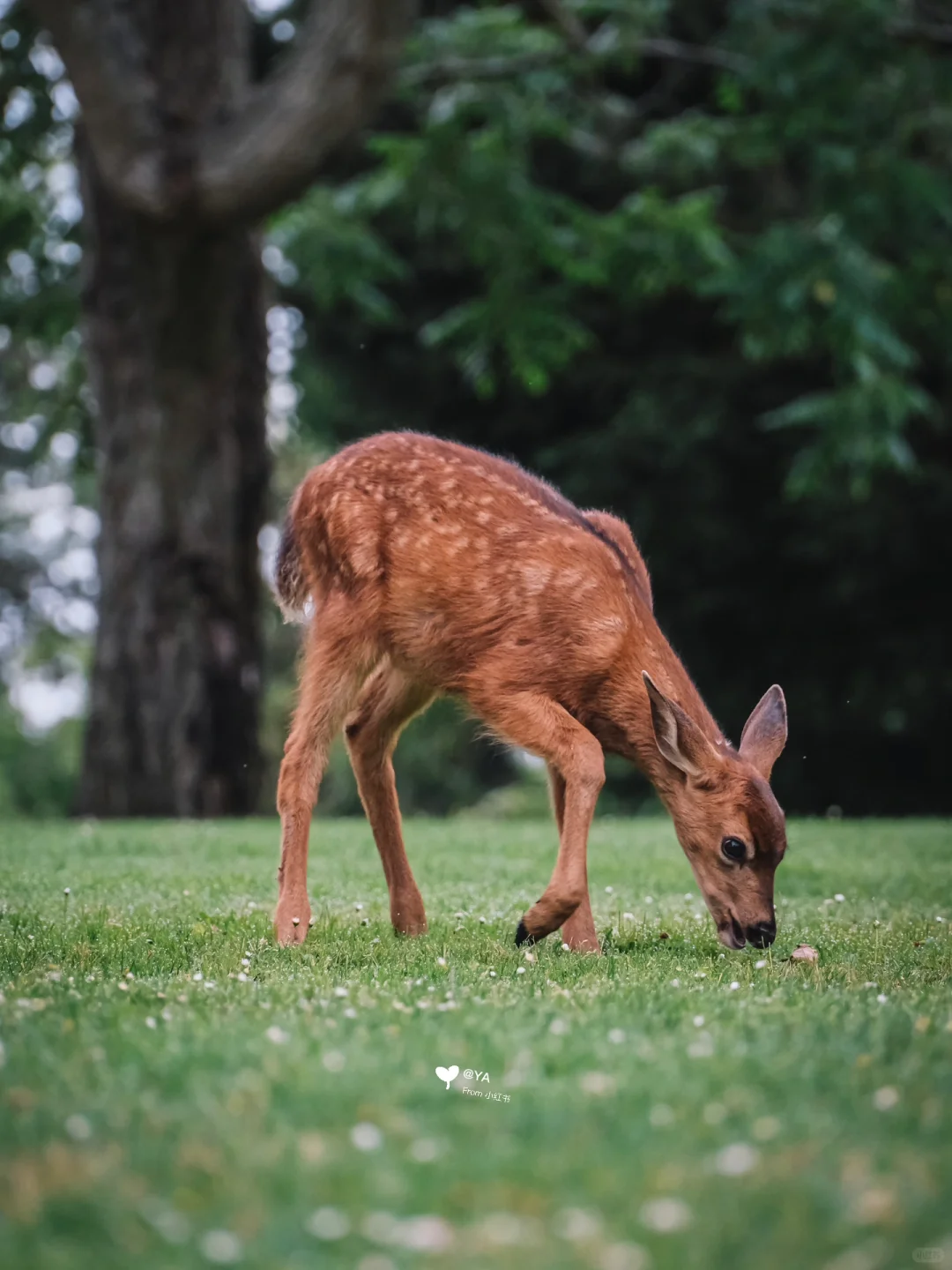 🇺🇸Tacoma | The Animal Kingdom Near Seattle