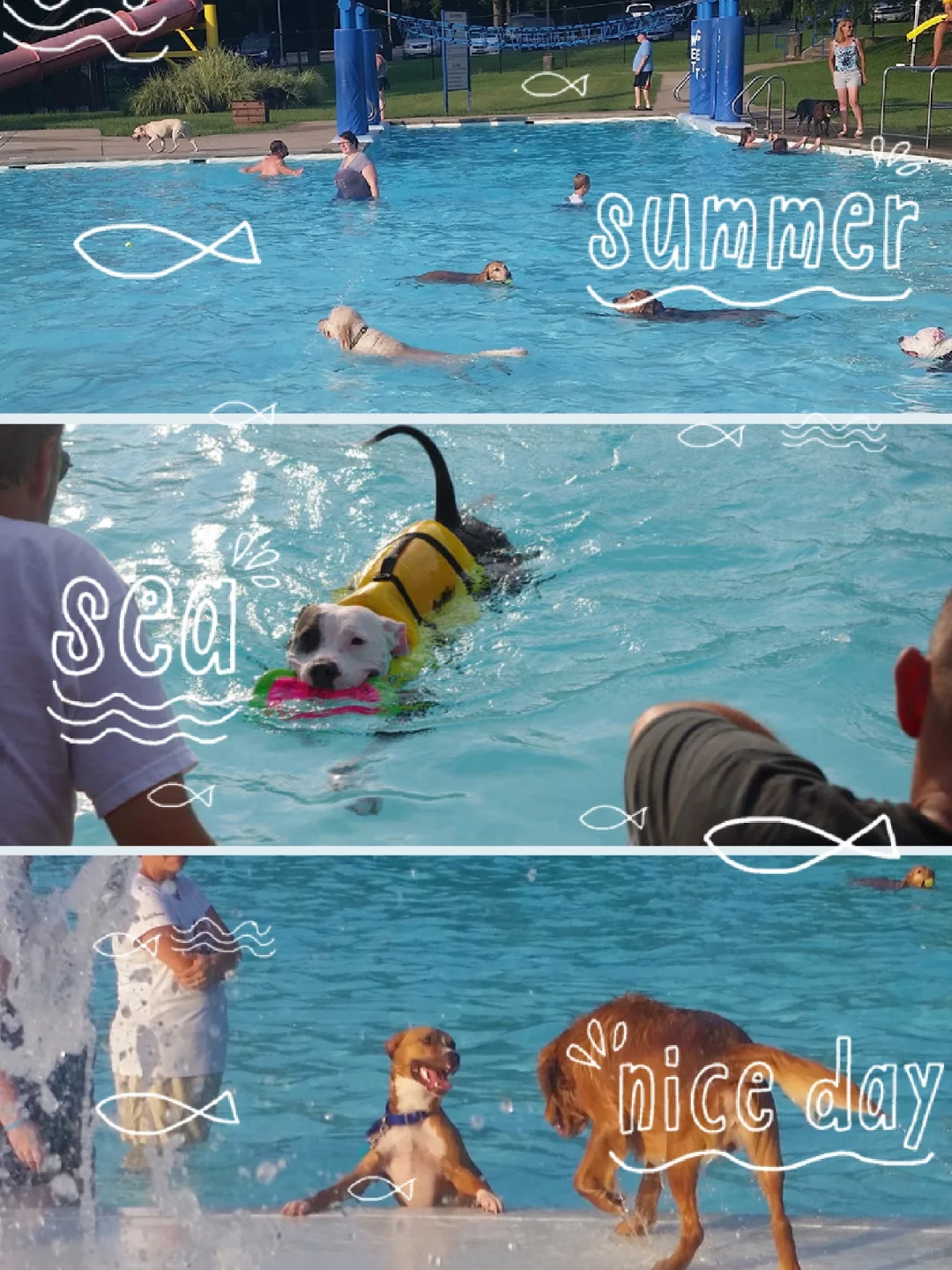 Summer Pool Party for St. Louis Pups! Doggy Splash Day 🐶💦