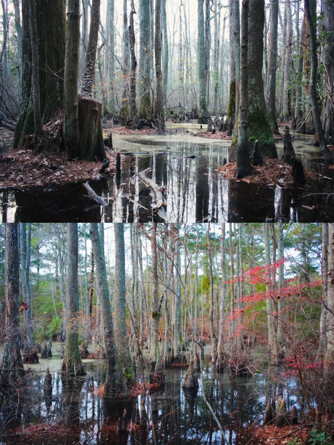 Virginia Has Its Own Congaree-Style Watery Forest!