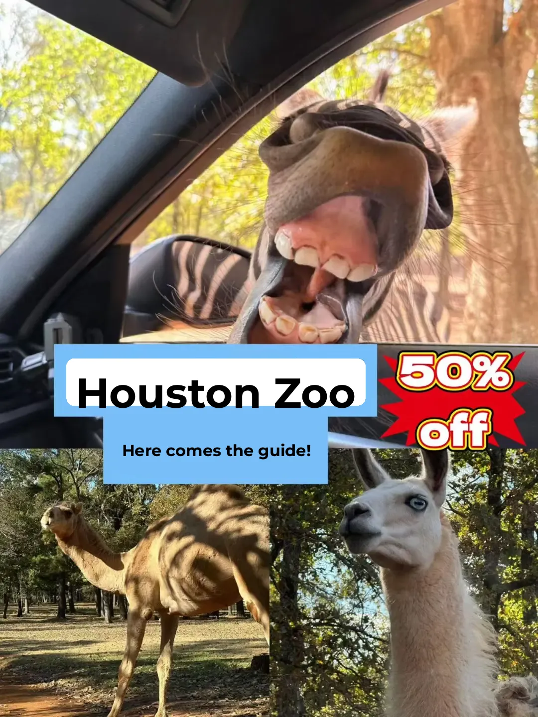 Detailed Guide to Houston's 55-Acre Animal Kingdom