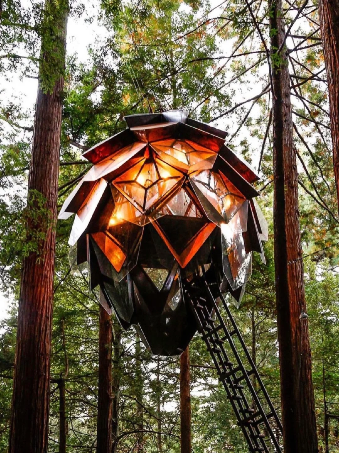 Global Homestay No. 95 | The Magical Pinecone Treehouse Deep in the American Forest