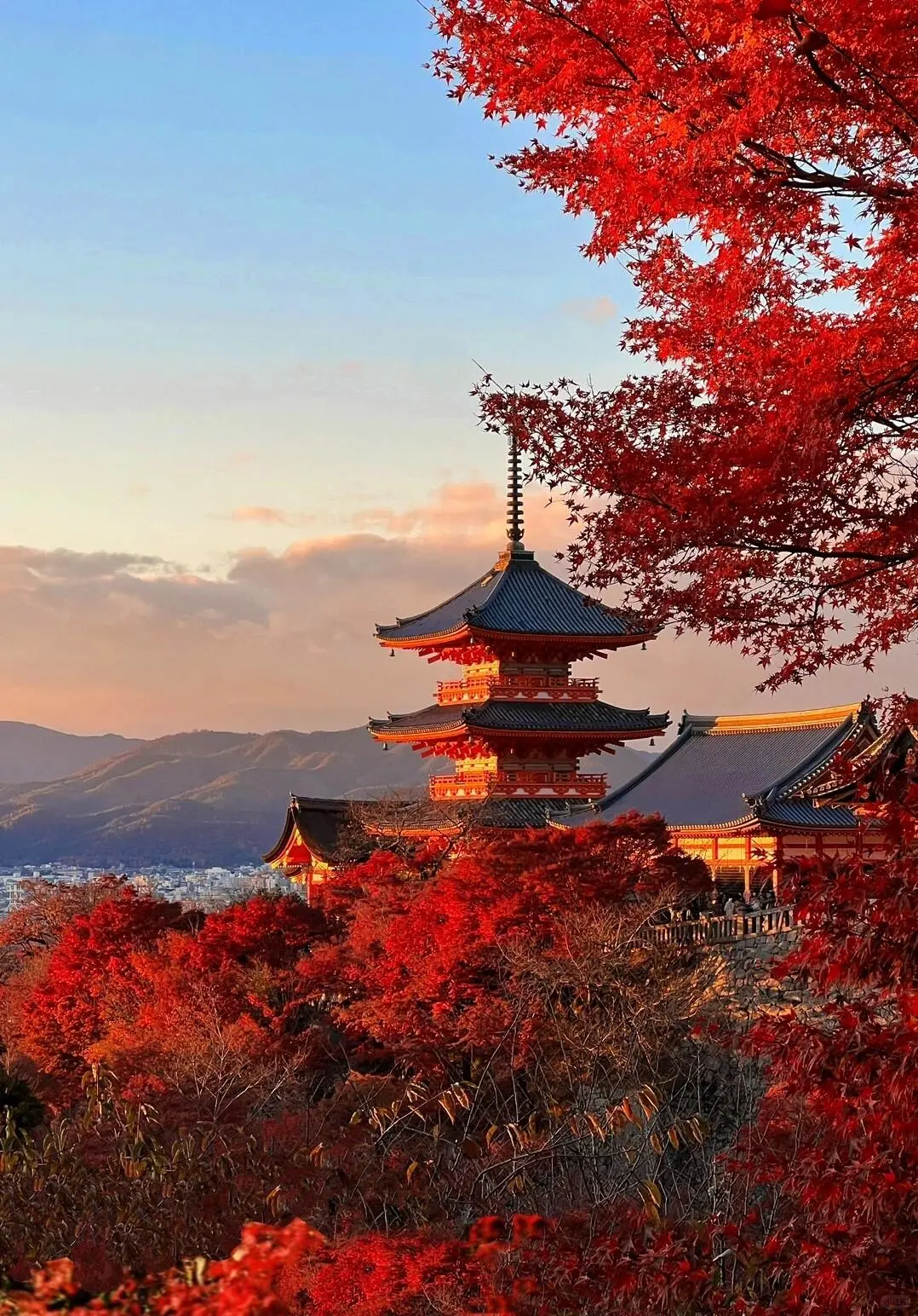 Promise me, you gotta visit Japan during the fall foliage season 🍁🇯🇵