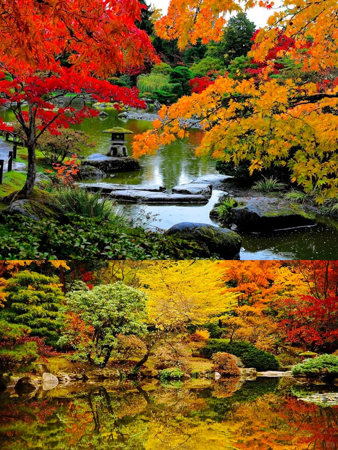 🍁Seattle Fall Foliage Guide🍁 Everything You Need to Know