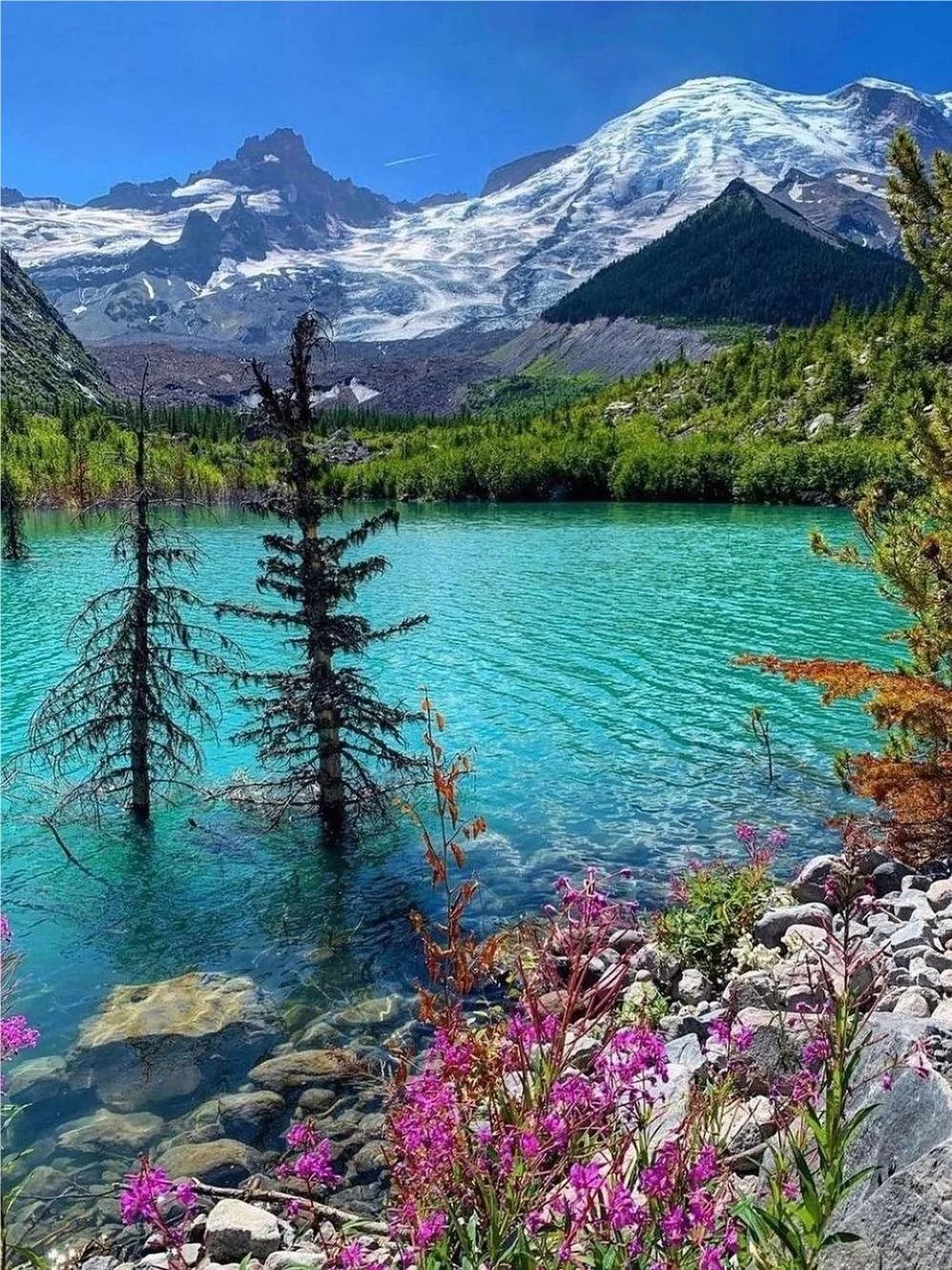 Top Spots for Family Outings and Dates Near Seattle ~ Blossoms and Snow-Capped Mountains Await!