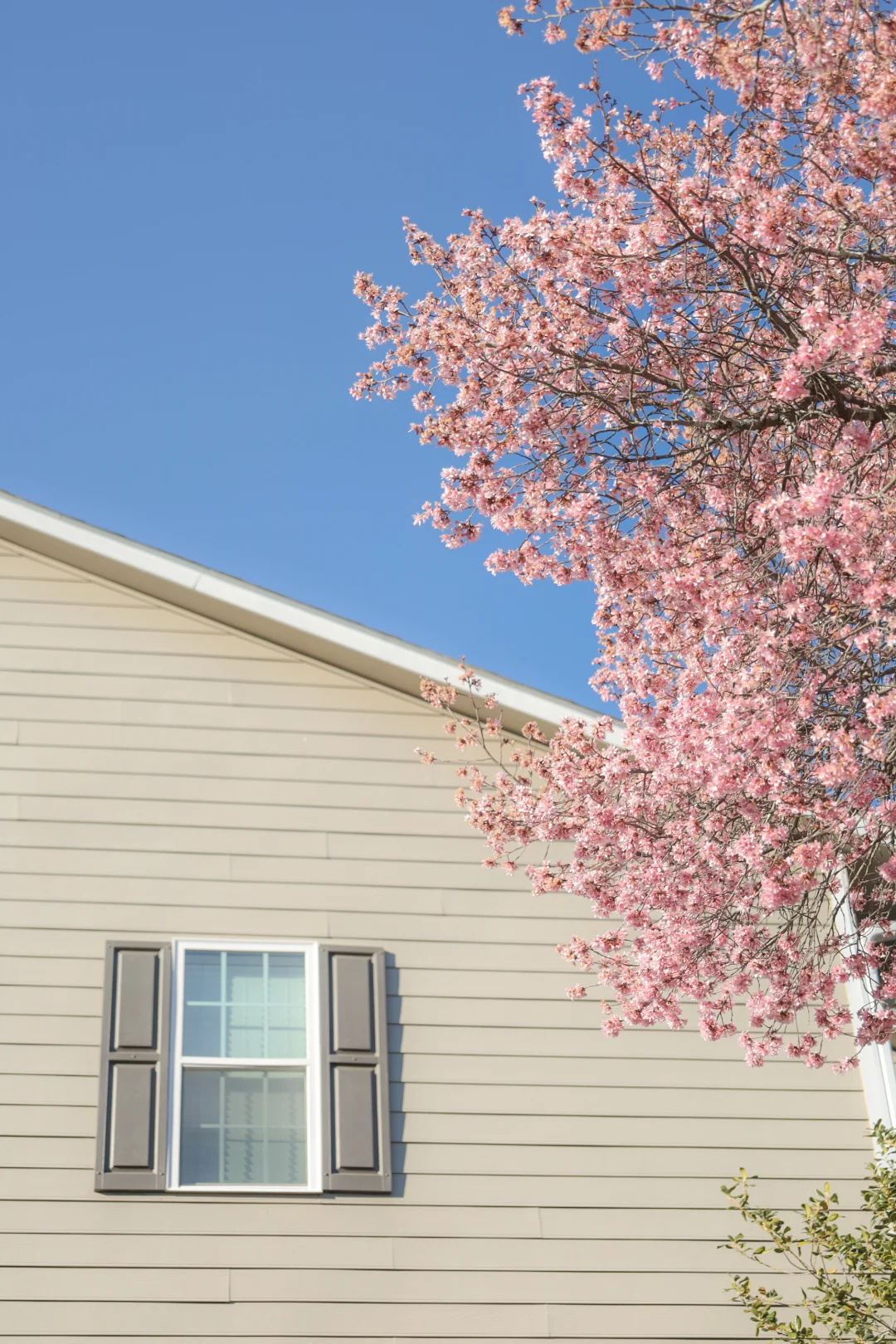 Cherry Blossoms in Atlanta Arrive Right on Schedule