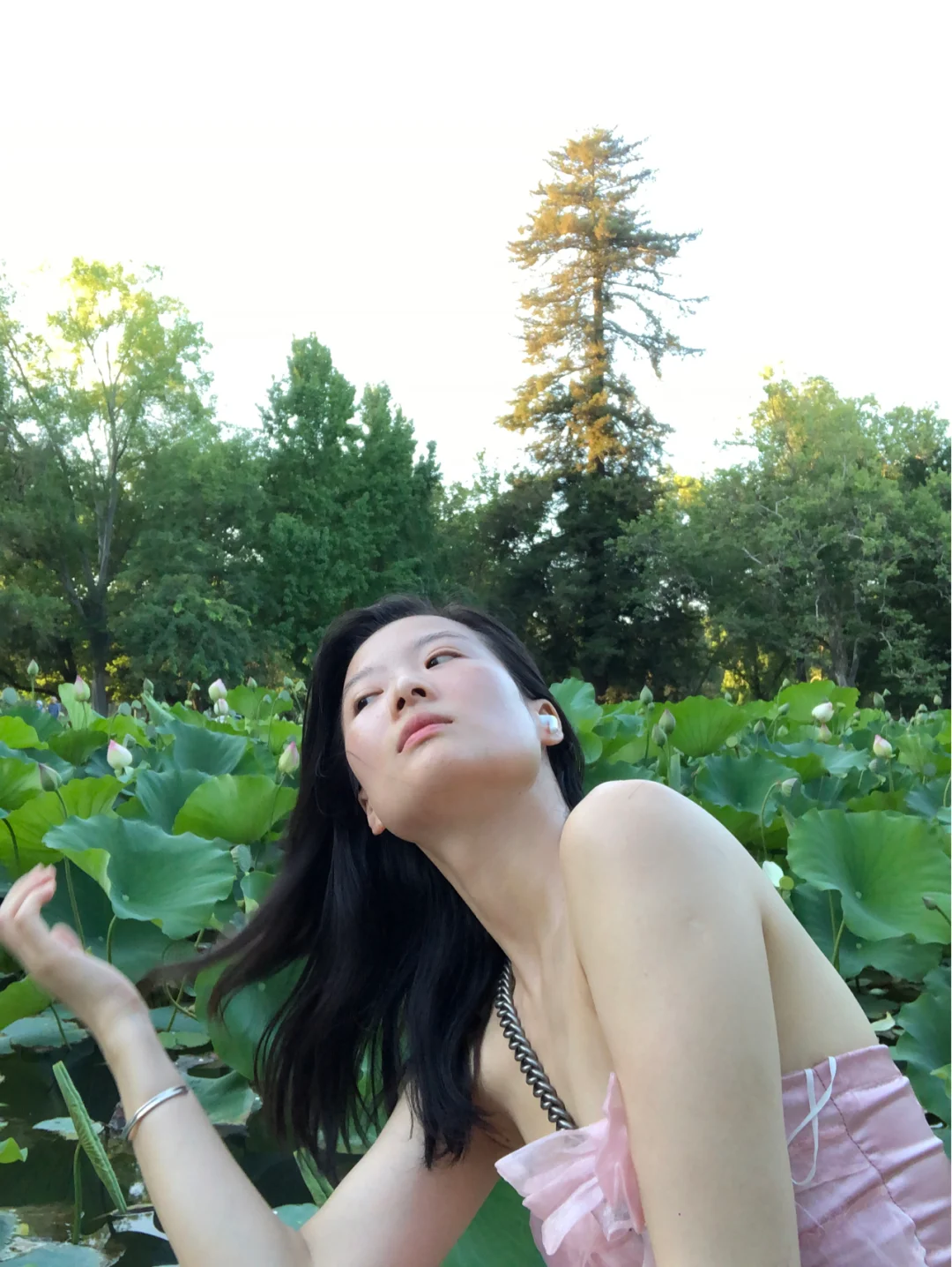 A Lotus Pond in Sacramento, the Capital of California