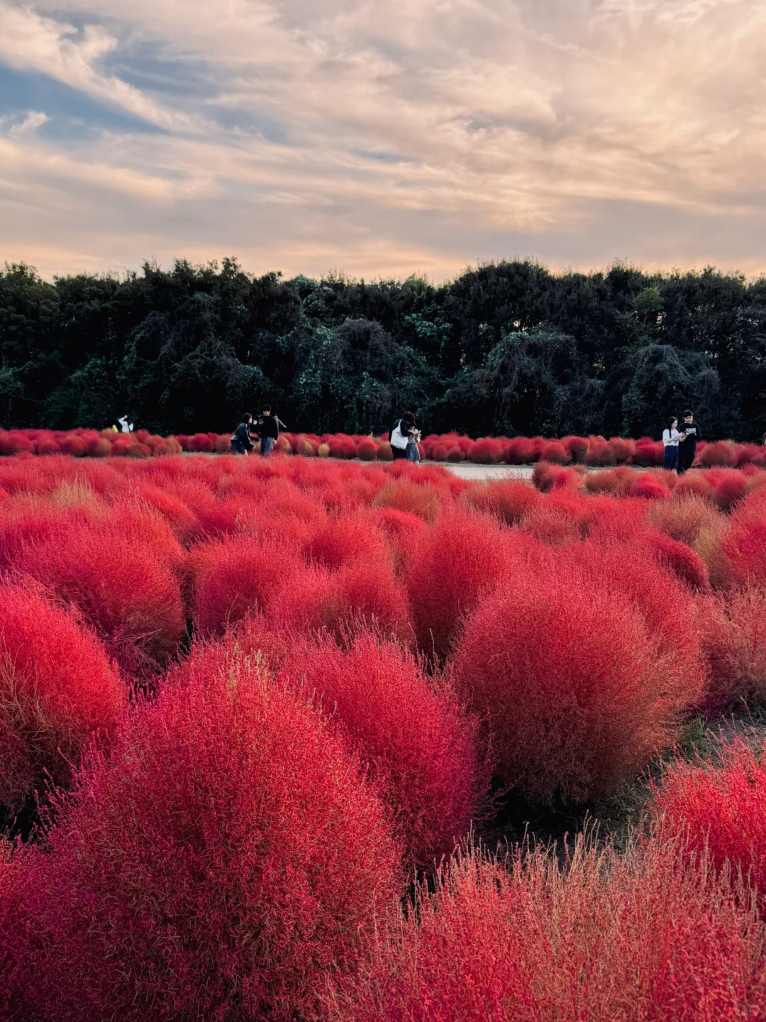 🇯🇵 Osaka Expo Park: Exclusive Kokia Blooms in Early October