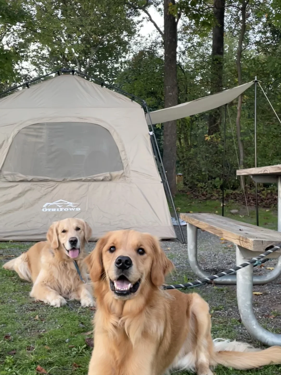 ⛺️ Dog-Friendly Camping Near Philadelphia | Starlite Camping