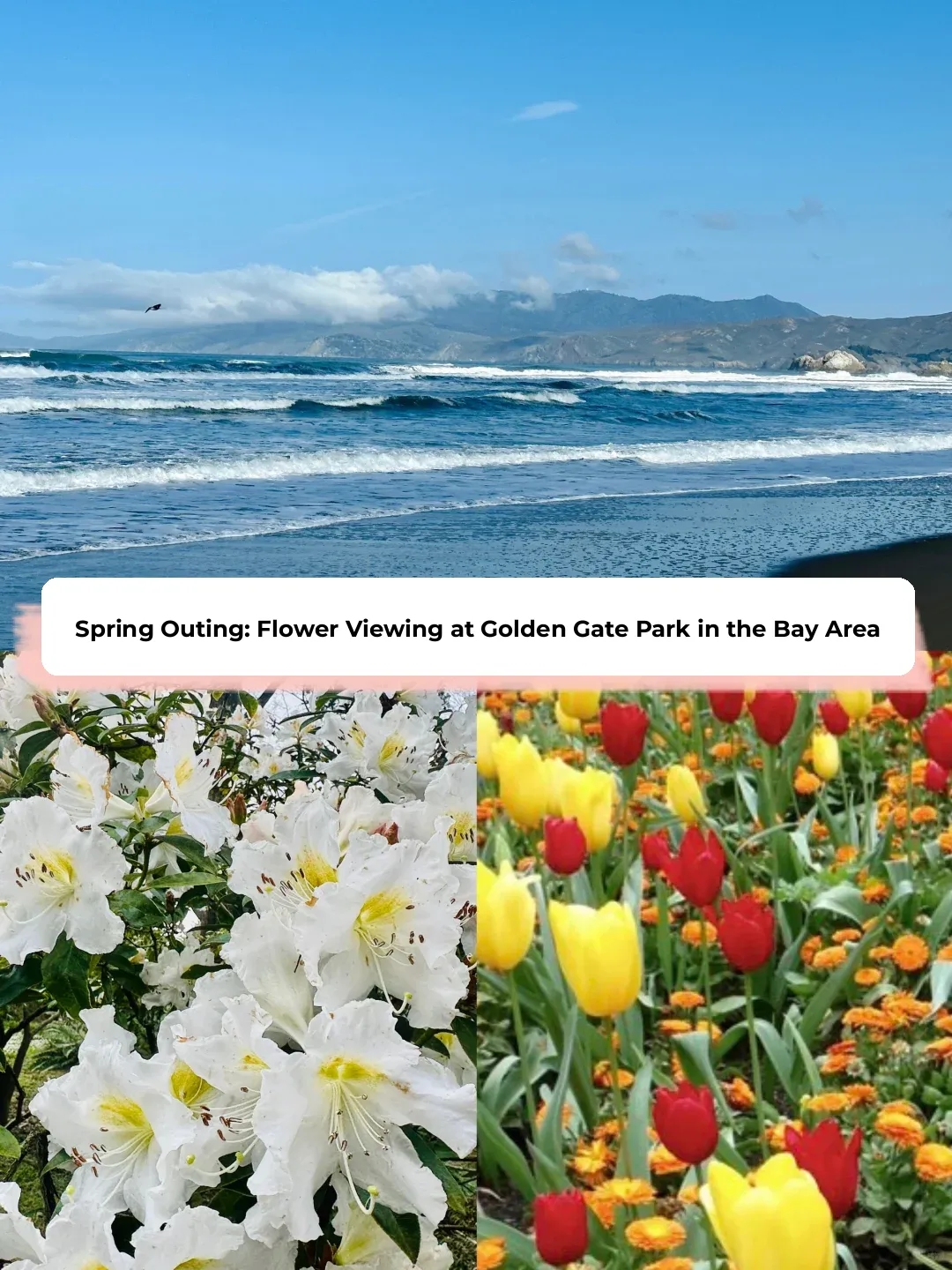 Spring Travel Diary | Ultimate Guide to Flower Viewing in San Francisco’s Golden Gate Park 🌹