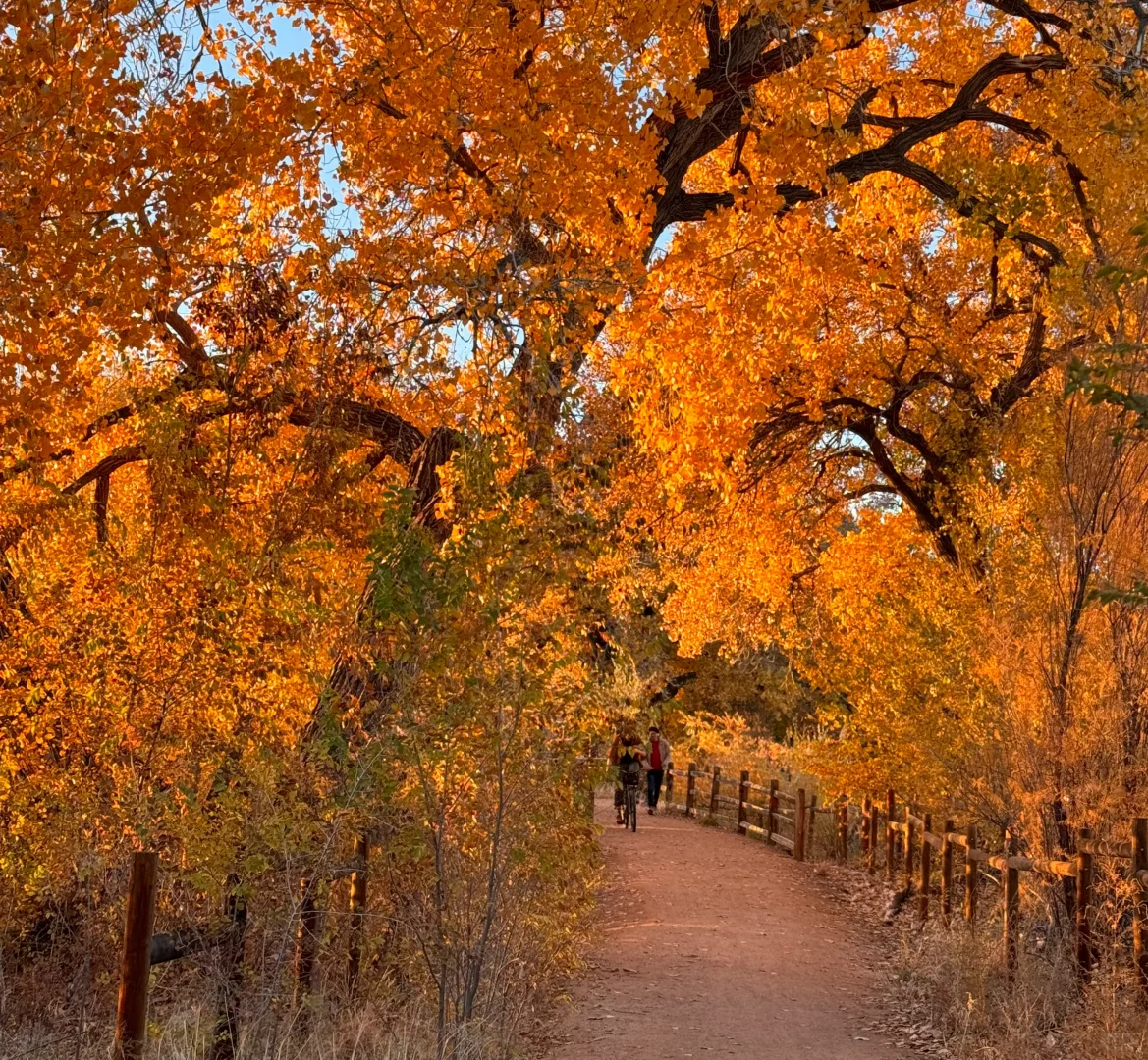 The Most Golden Autumn of My Life in New Mexico #live