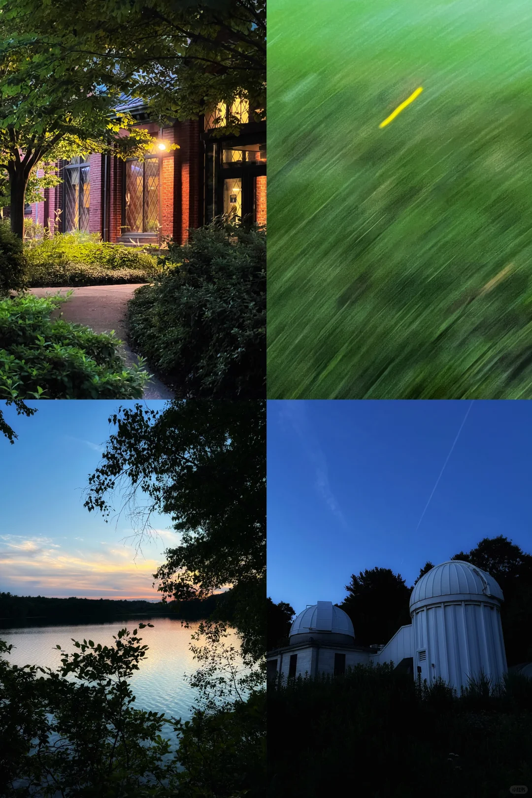 BOS｜✨30-Minute Escape from Boston: Must-See Firefly Sanctuary‼️