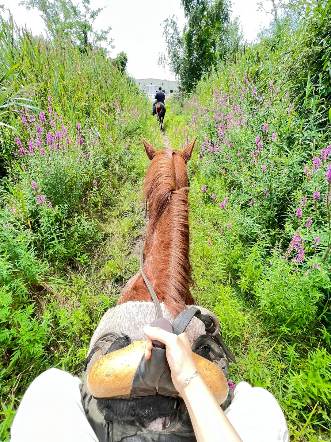 🐎 Best Horseback Riding Spots for a Weekend in NYC | Beach & Forest Trails