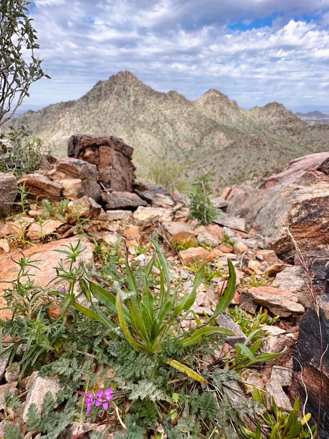 Arizona's Phoenix: A Winter Hiker's Paradise