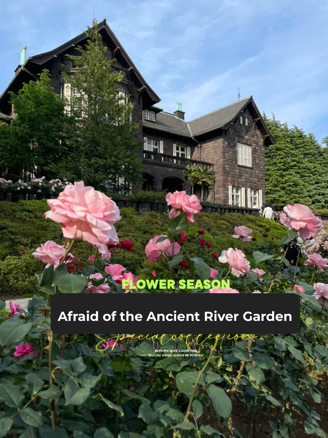 🇯🇵 One of Tokyo's Highly Recommended Gardens! Roses Blooming and Fading
