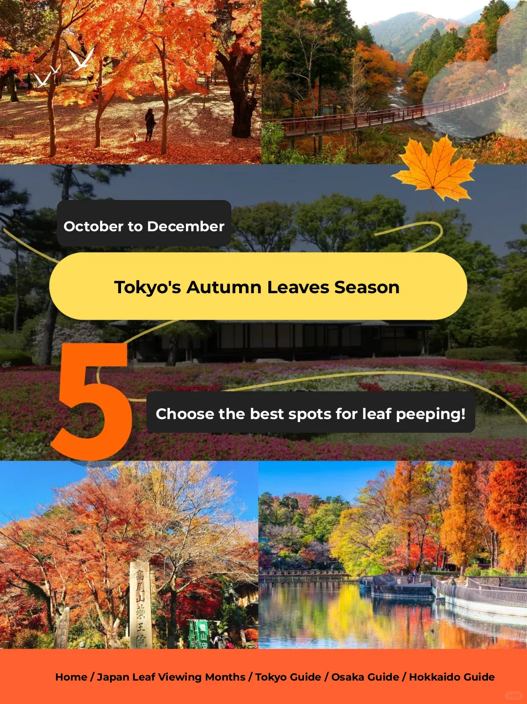 Tokyo Maple Season | 5 Handpicked Day Trip Leaf-Peeping Guides! 🍁