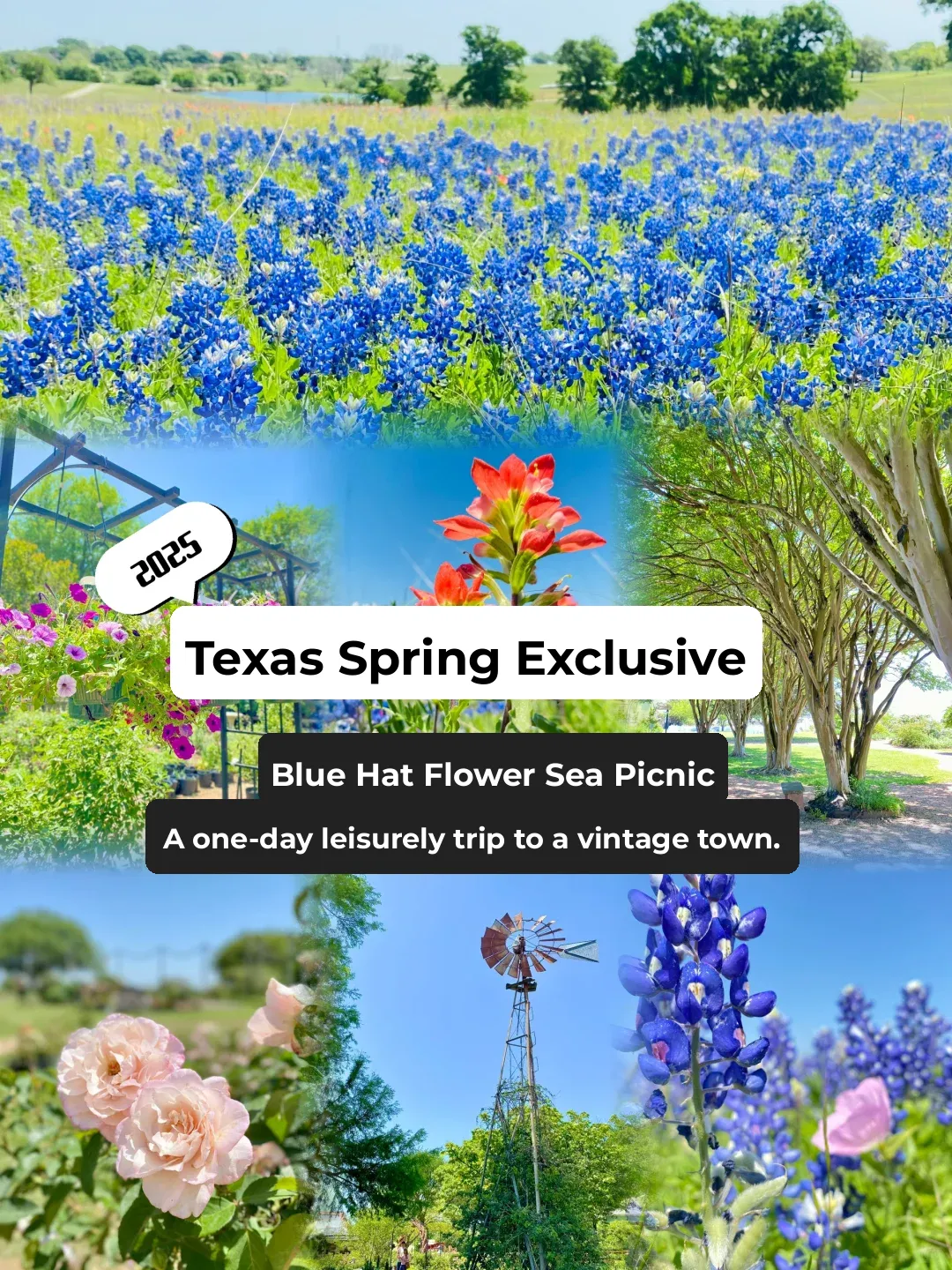 🇺🇸 Life in Houston | Bluebonnet Date & Flower Viewing Map 🌸 Texas State Flower
