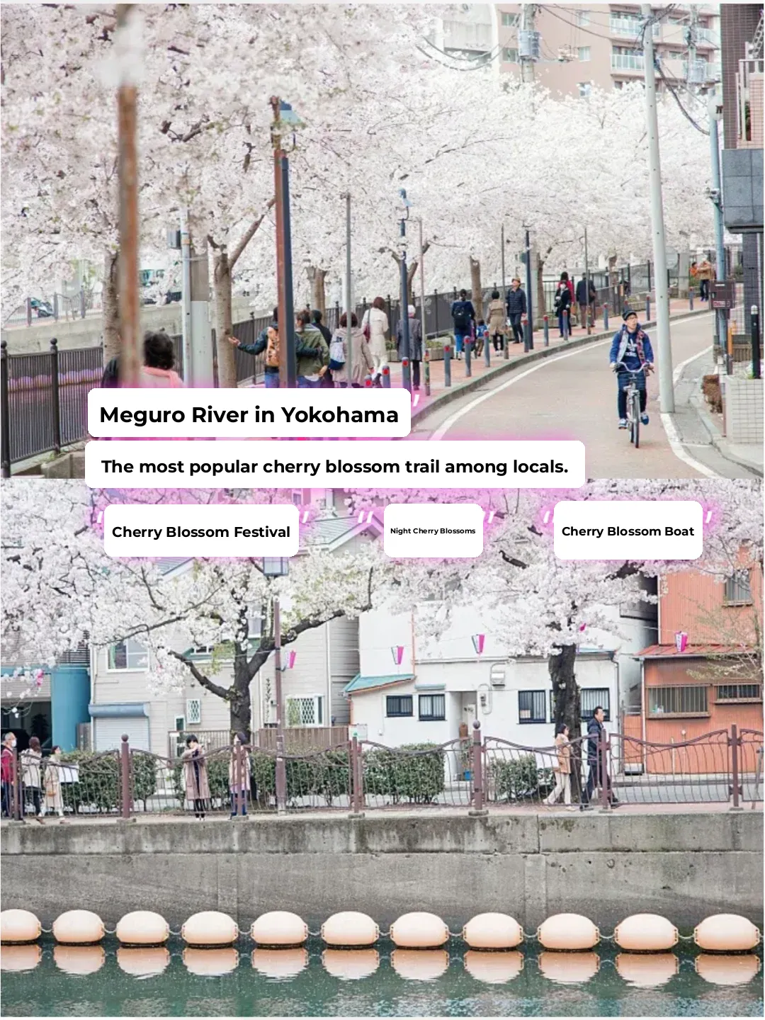 Yokohama's "Meguro River"! The Local's Favorite Sakura Stroll Path