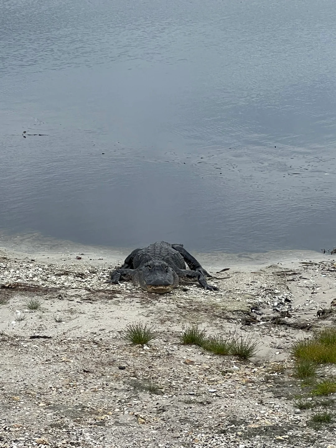 Off-the-Beaten-Path Gator Spotting Near Miami – A Local’s Hidden Gem